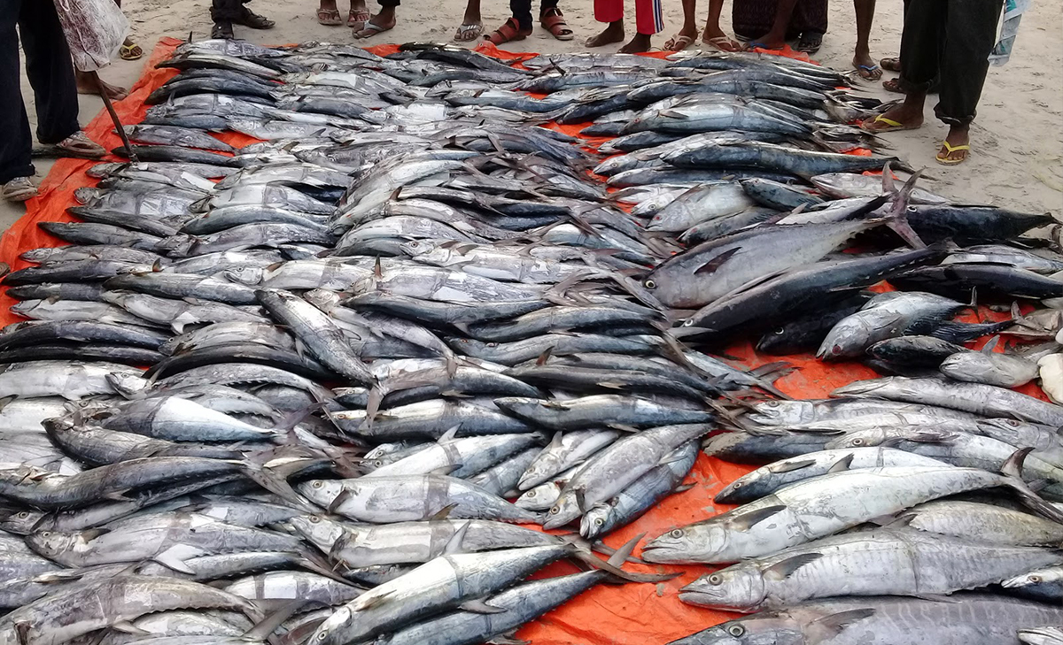 fish catch Lido Beach Somalia