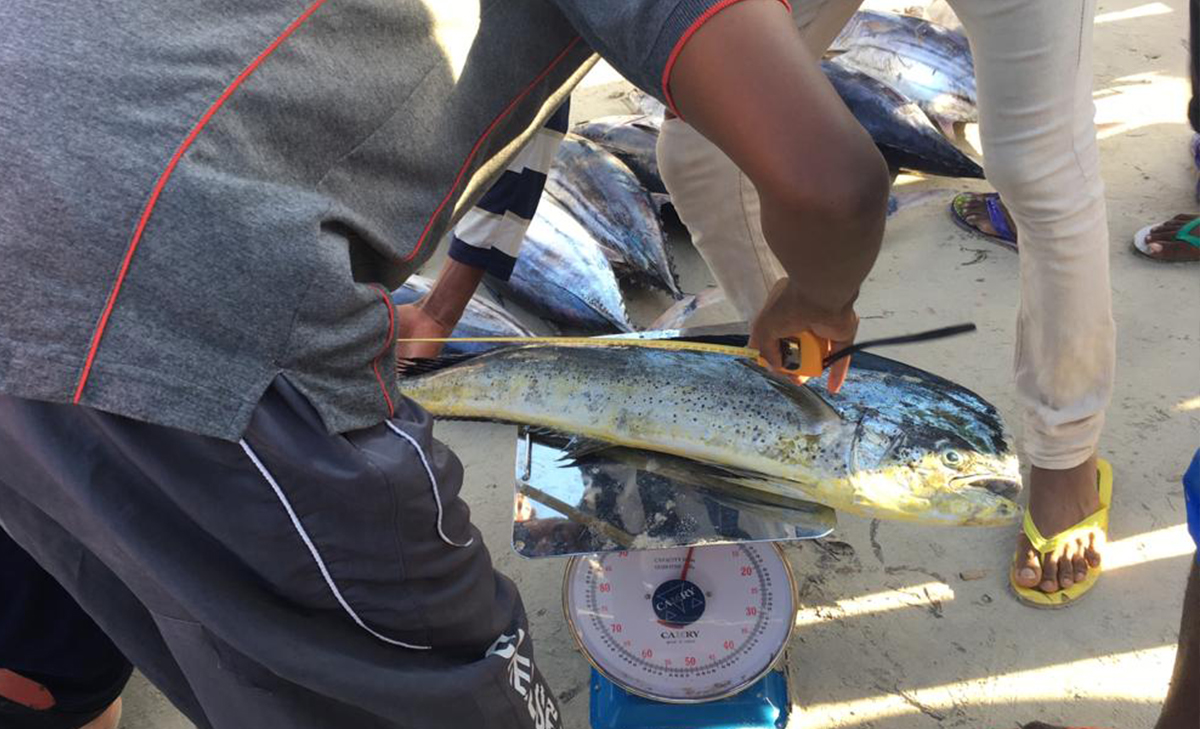 Project Kalluun Lido measuring fish