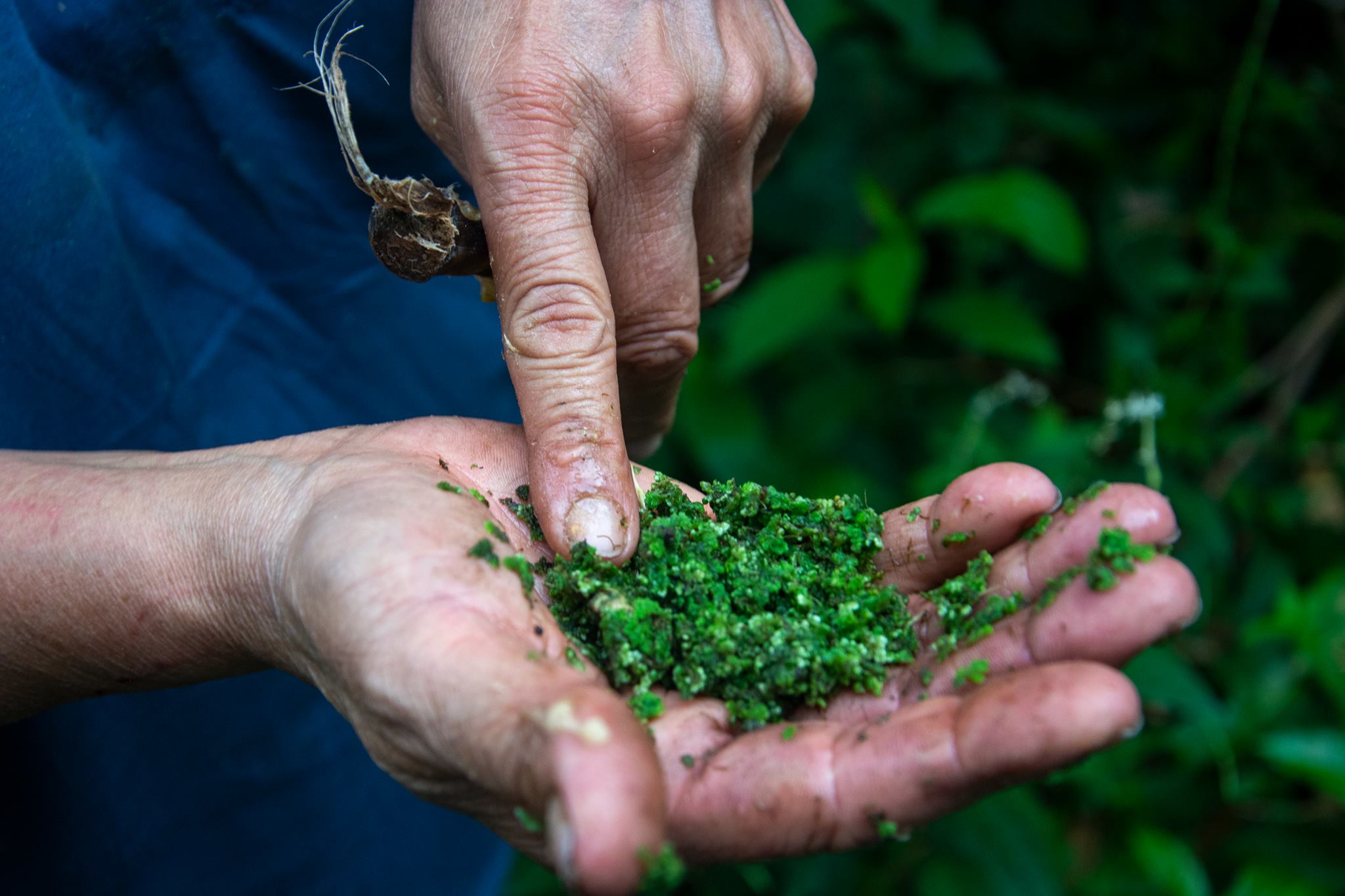 Hand holding root and crushed leaves