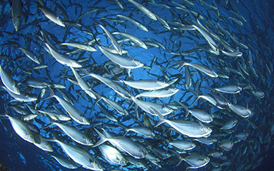 Illegal Fishing in Western Indian Ocean