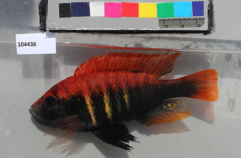 Lake Victoria Chiclids