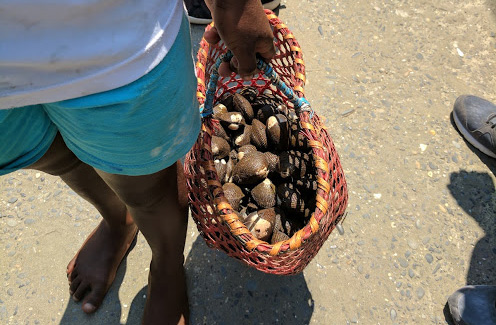 basket of piangua