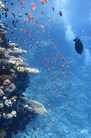 Mangroves are salt-tolerant trees