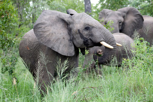 Elephant Tusks