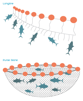 Illegal Fishing Methods - Longline