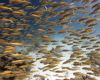 school of fish