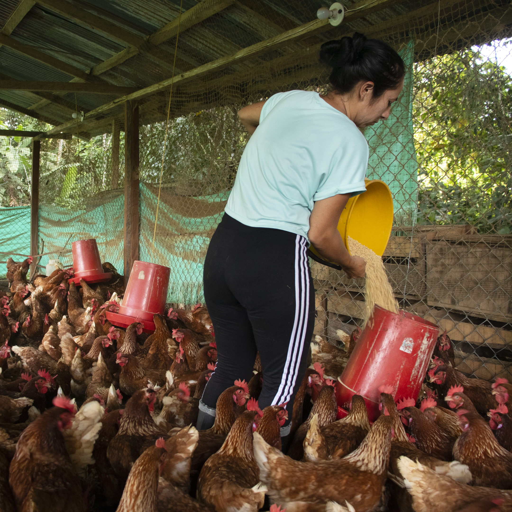 Alimento gallinas - Mutatá - FeedPeace