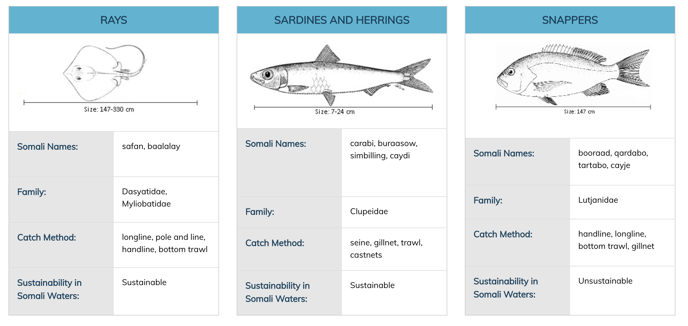 Highly migratory fish