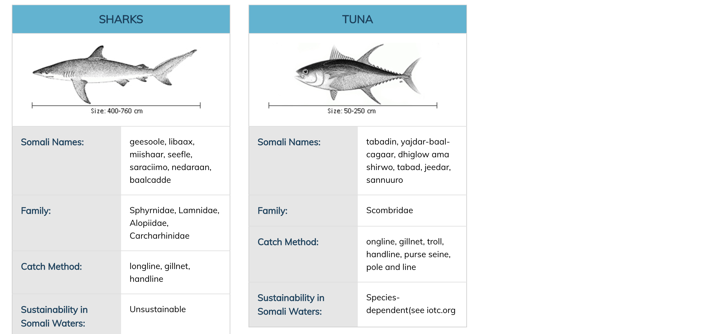 Highly migratory fish