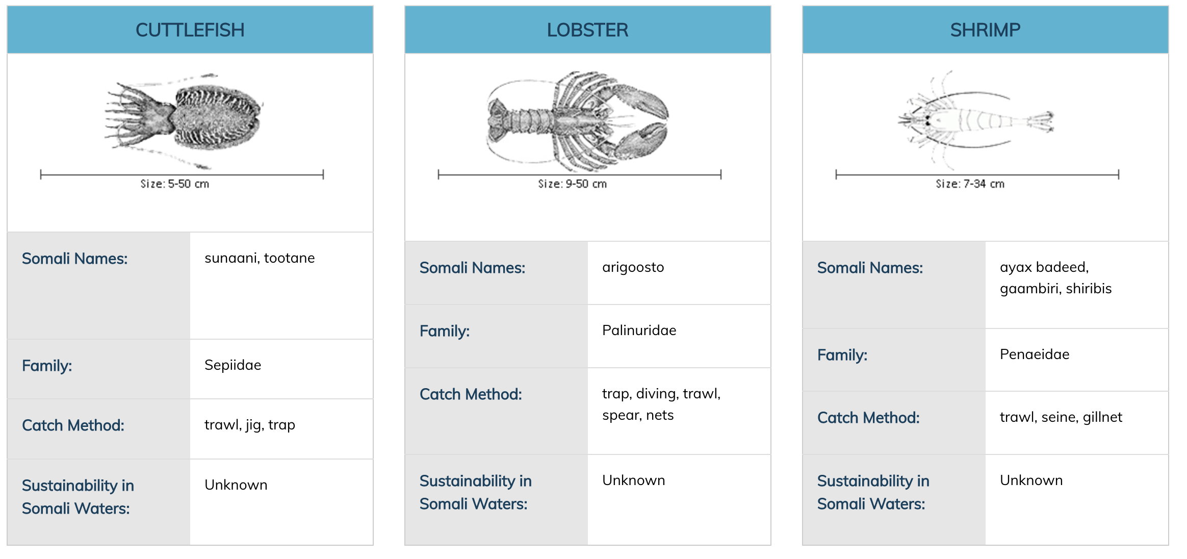 invertebrates 