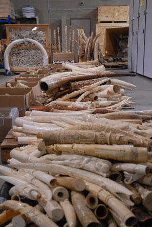 Illegal ivory trade