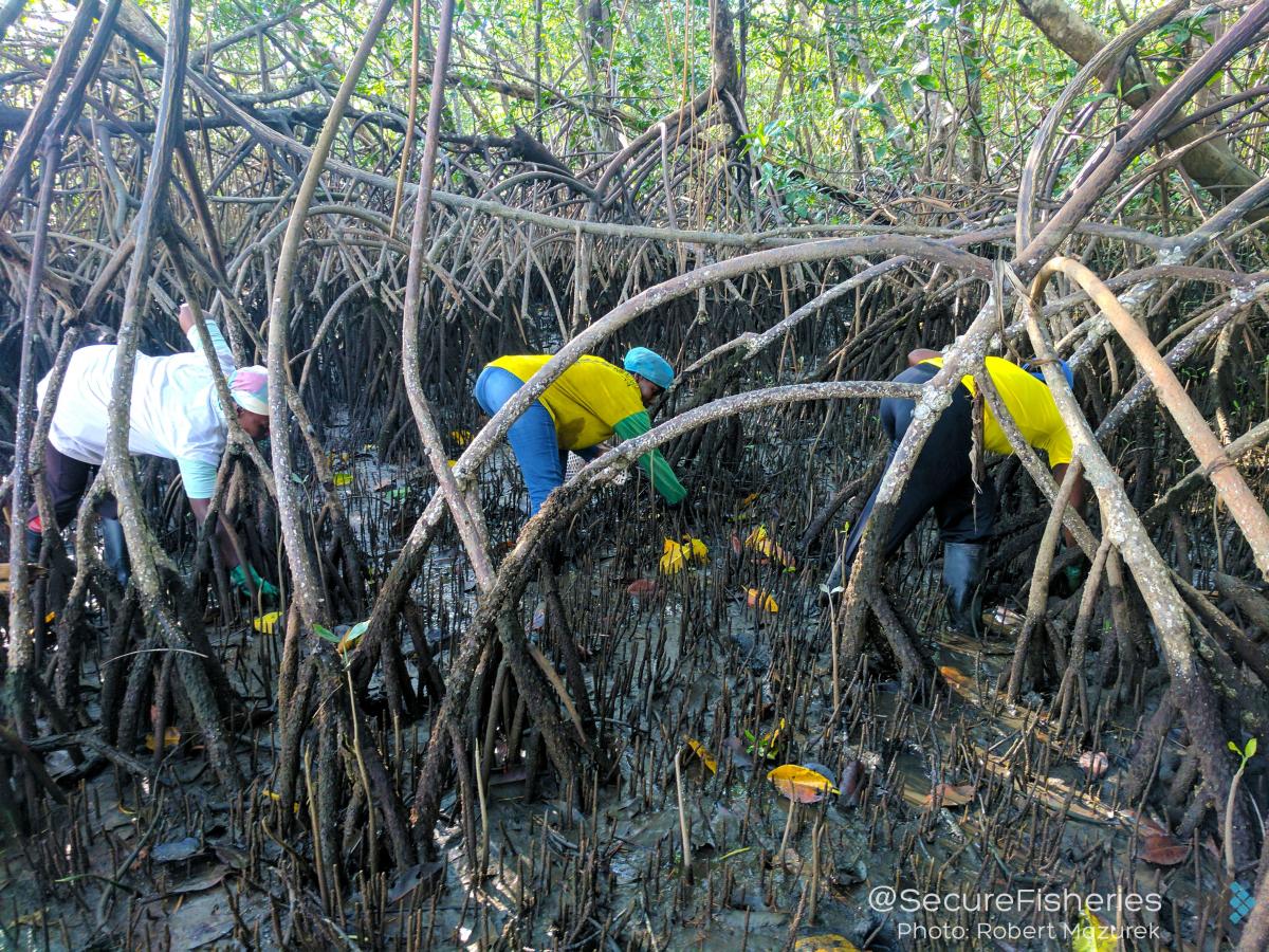 Collecting pianguas. - Photo by Robert Mazurek