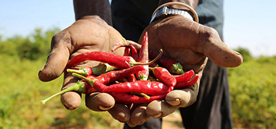 SOMALI AGRIFOOD FUND