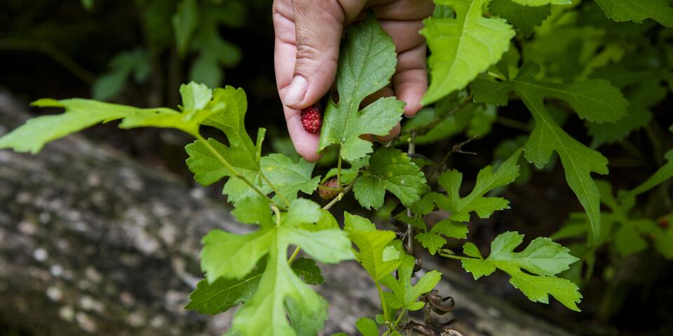 Mano morera Catatumbo
