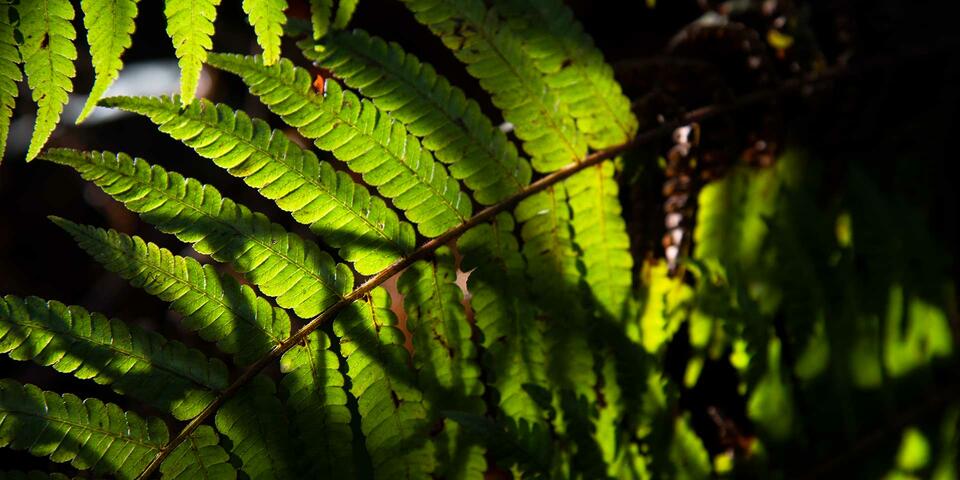 Hojas iluminadas por el sol