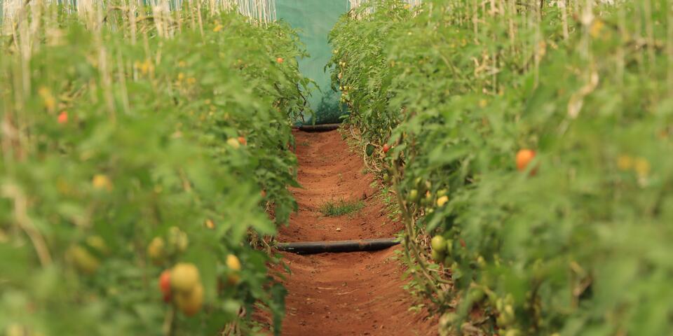 Plants inside a greenhouse on the farm