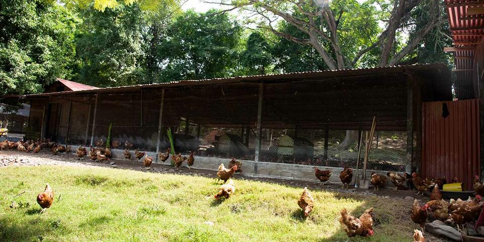 COOMPAZCOL_egg-laying chicken_project_Regenerative_Agrictulture