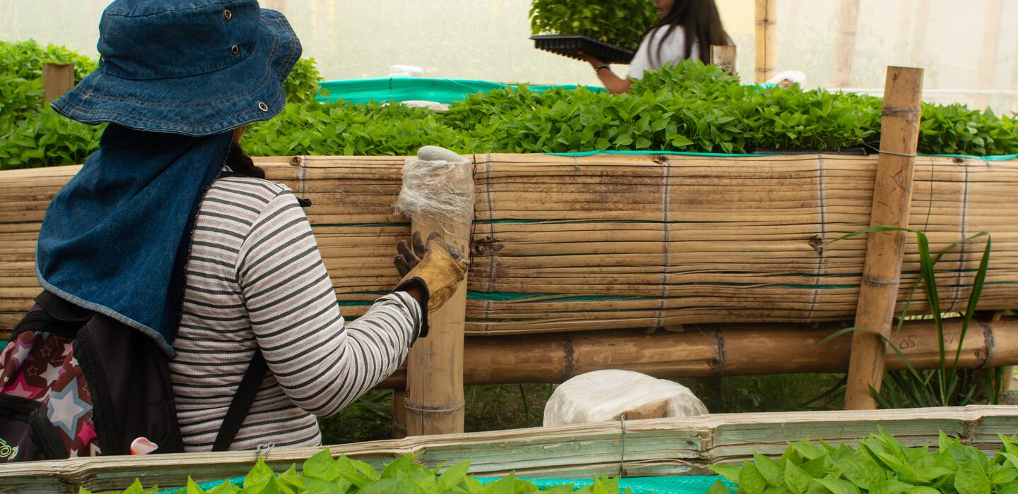 Plántulas y campesinos ají