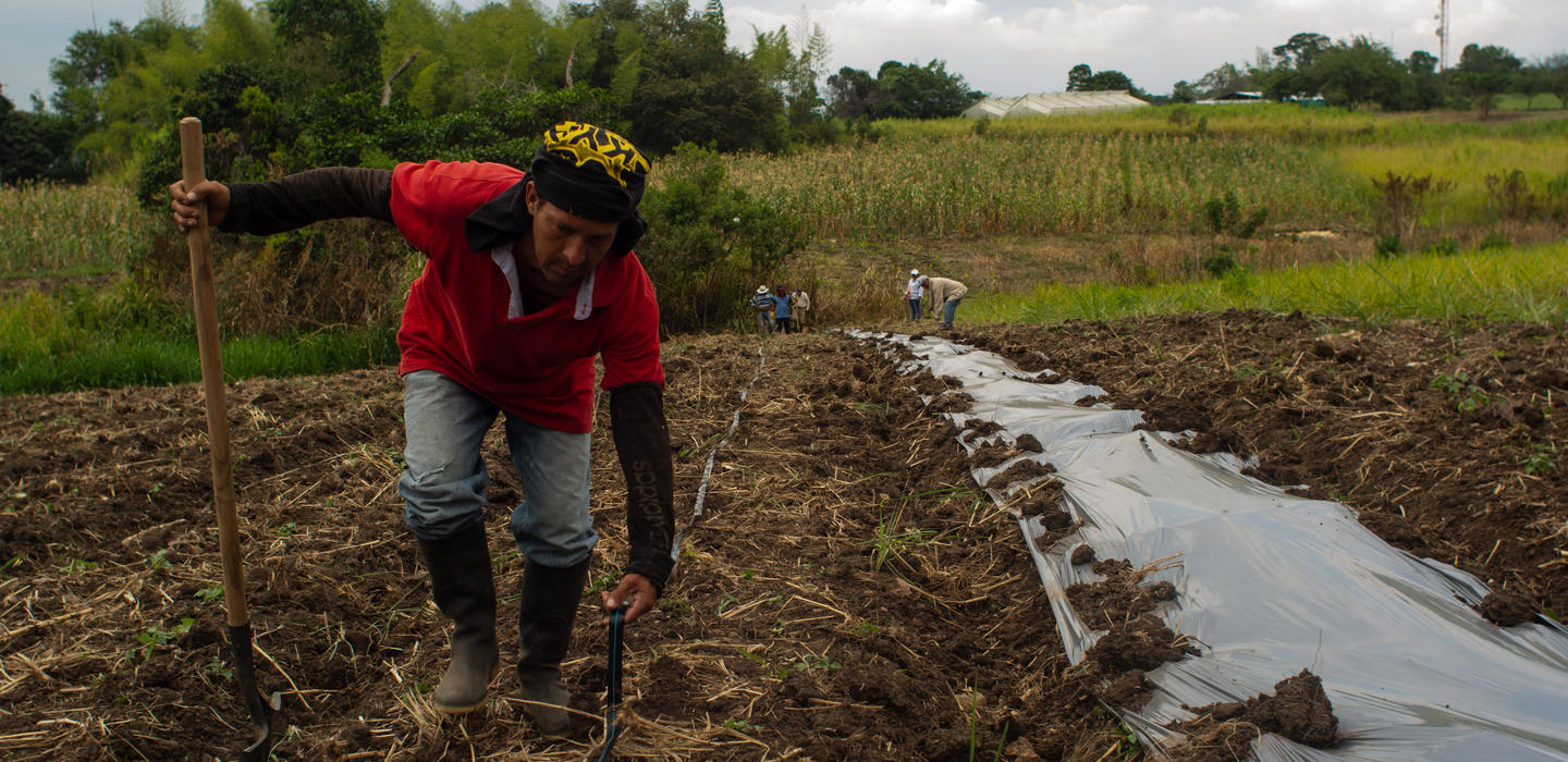 Campesino ají Hugo Restrepo