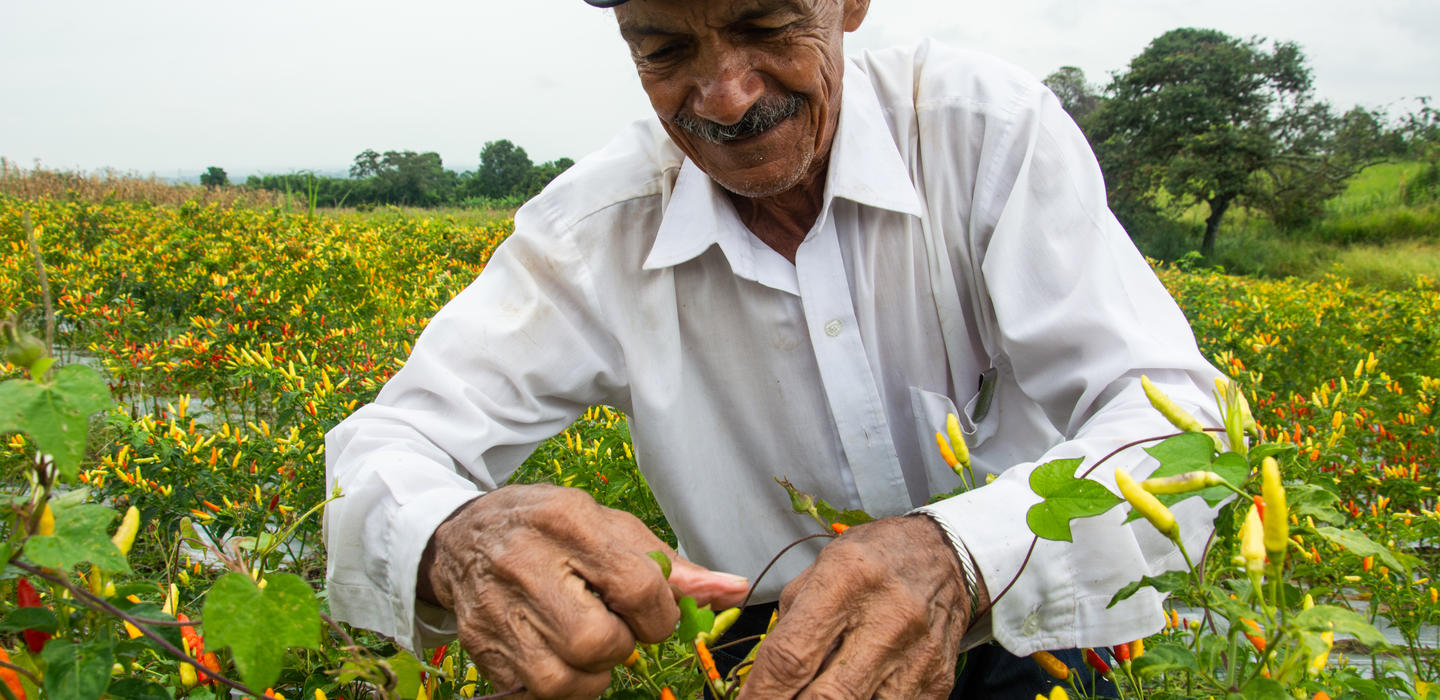 Campesino ají Miranda