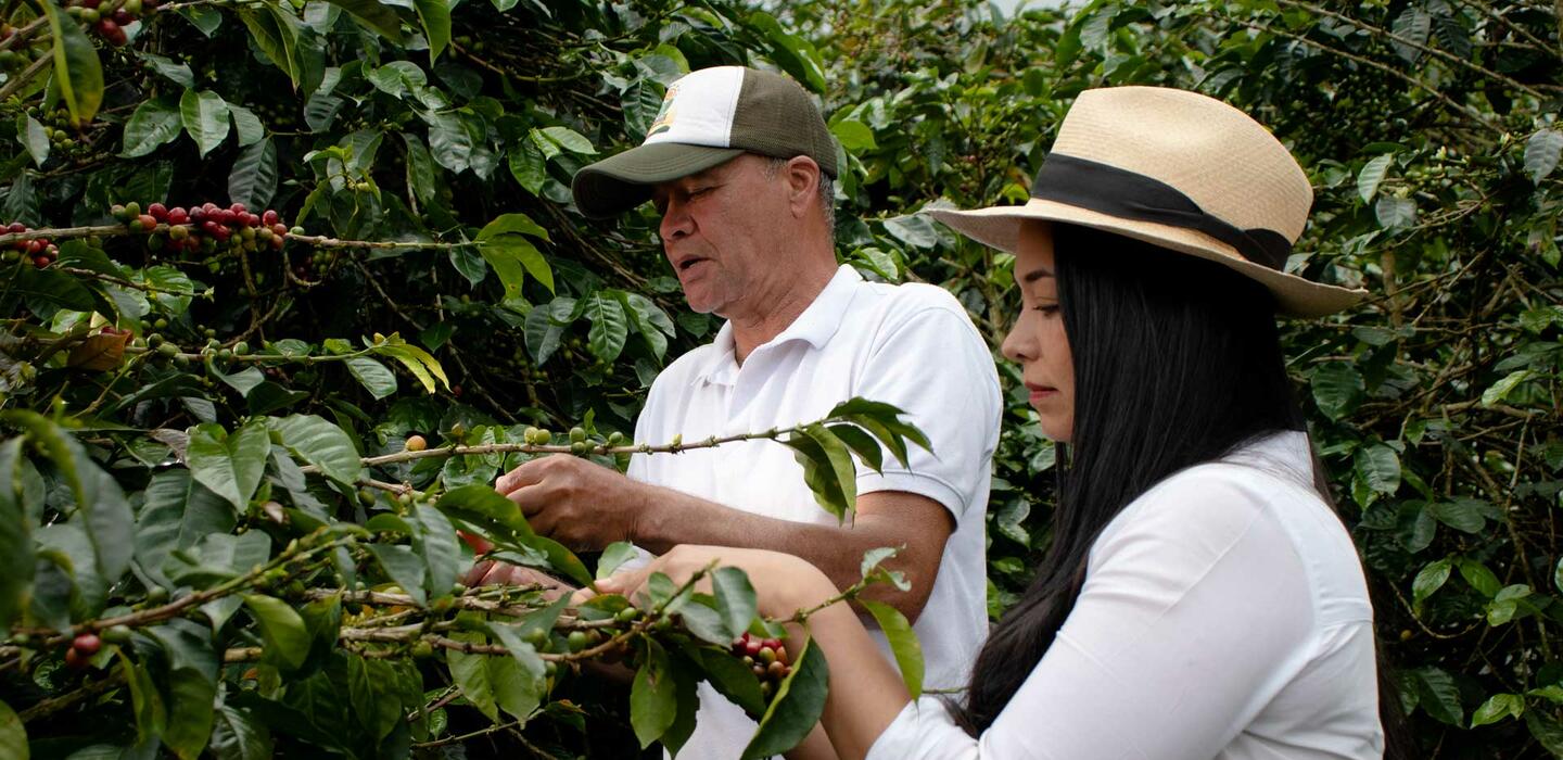 Harvesting_Coffee