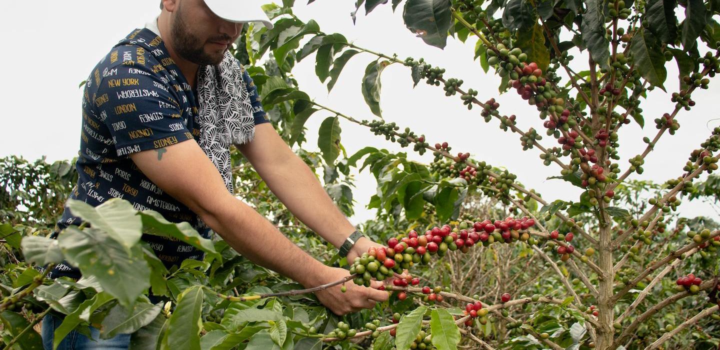 Harvest_Coffee_ERATulua