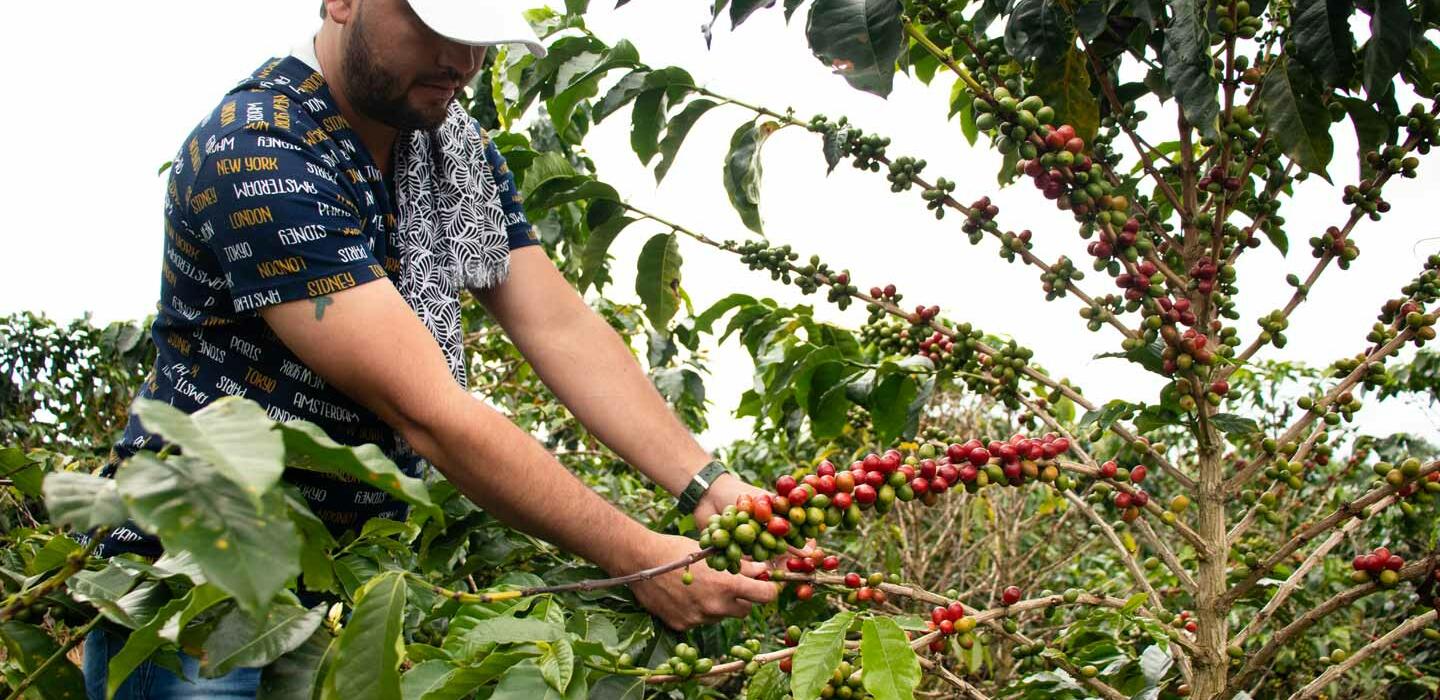 web_Tuluá_CaféCostalCampesino