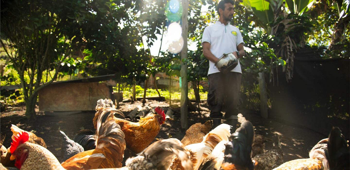 web_Gallinas-SanCalixto