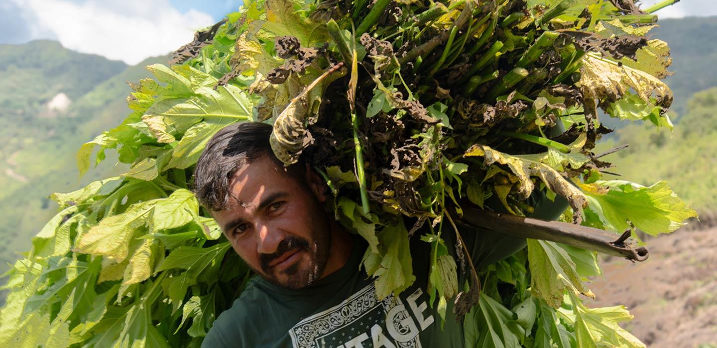 BotónDeOro_SanCalixto-Catatumbo