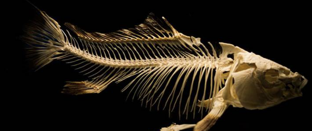 Fish Skeleton