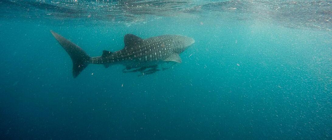 New Blog: What to Watch for in Our Ocean Conference