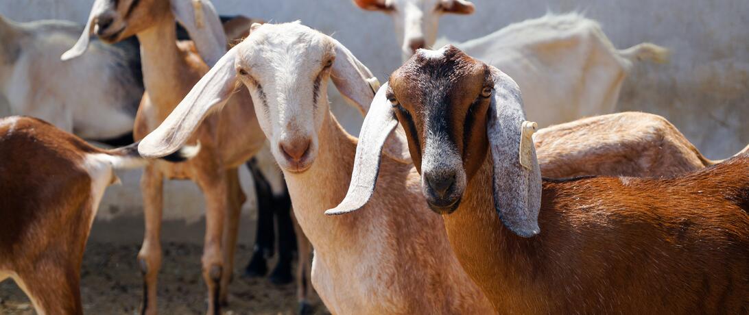 Goats