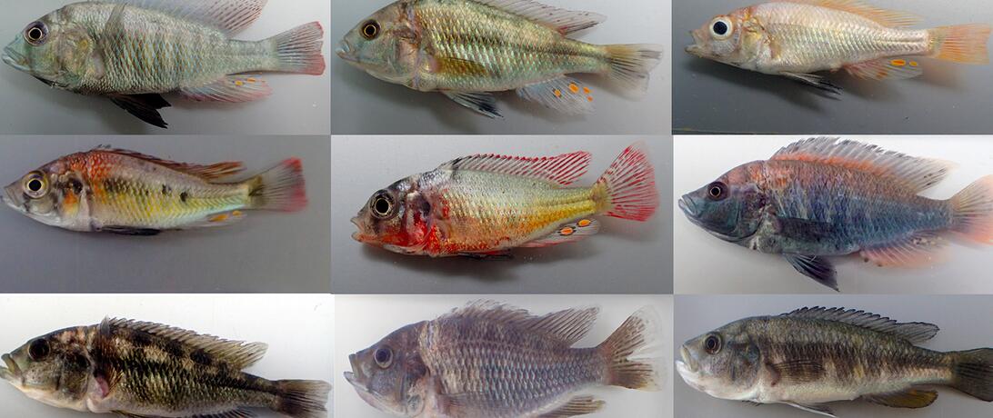 Chicild Biodiversity in Lake Victoria