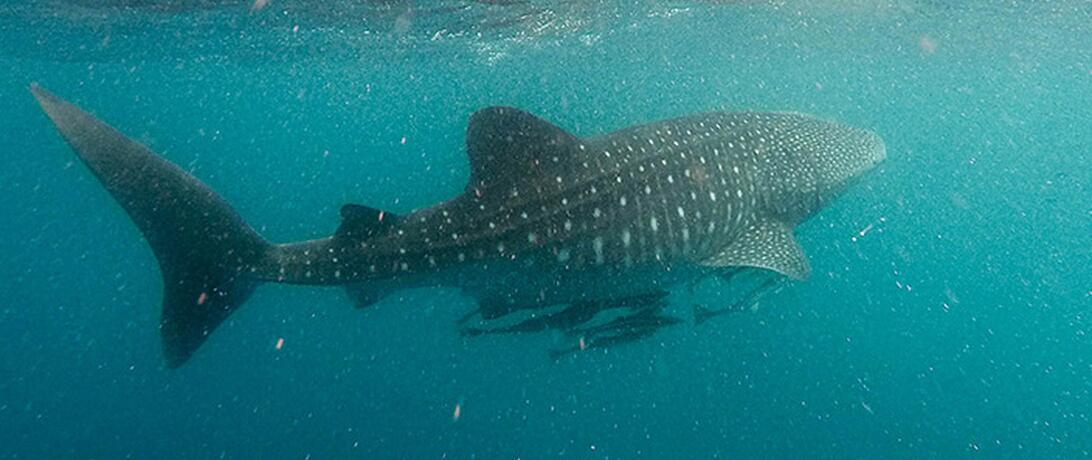 Somalia fish swimming