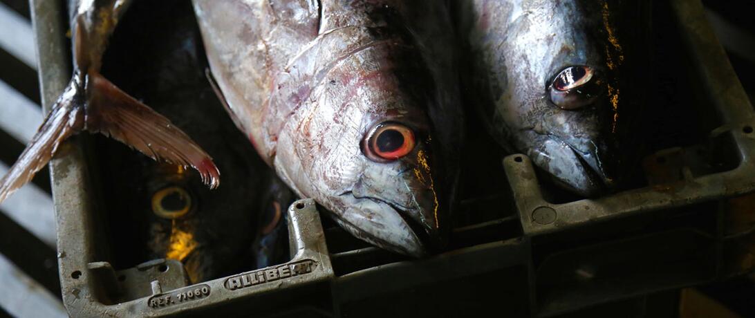 Fish at cold storage.jpg