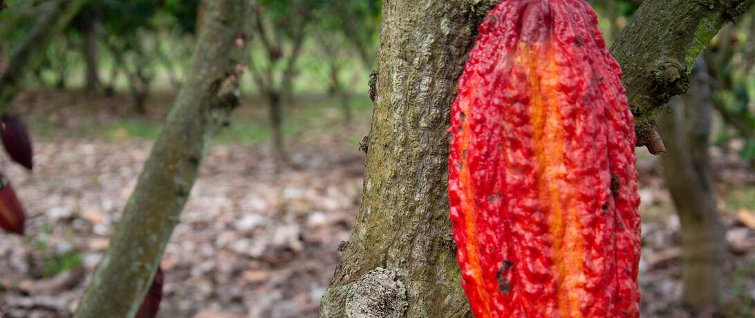 Cacao_Arauca_image.jpg