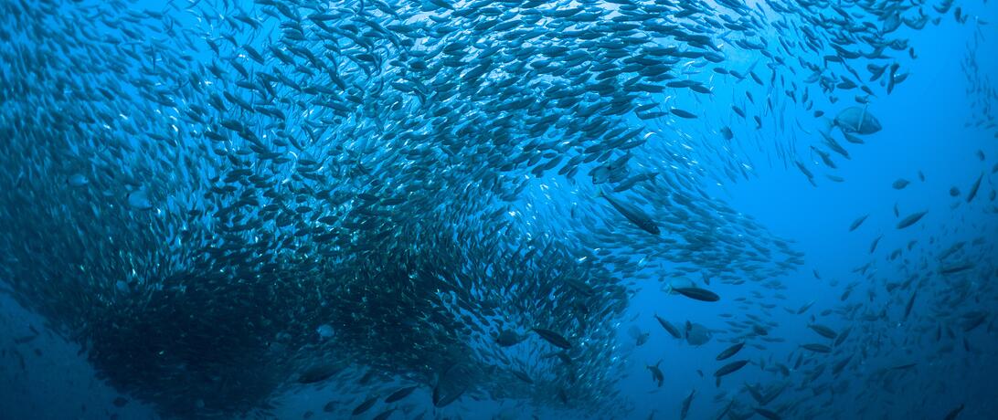 Fish swimming in the ocean