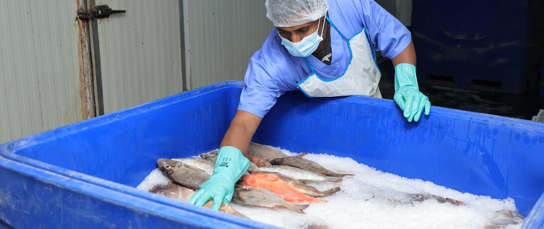 Somali National Fishing Company staff member placing fish into a container of ice