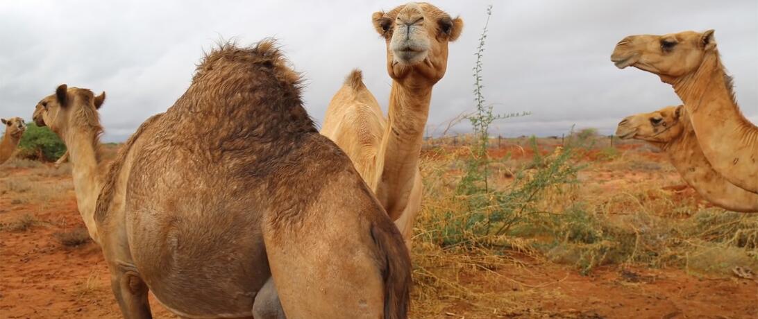 Somali Camel Farm