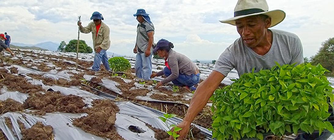 Chile Peper Sawing