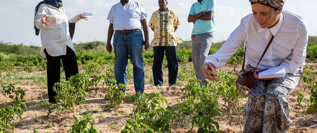 Huruuf Farm in Hargeisa.