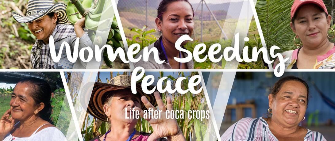 Women stop growing coca crops in Colombia