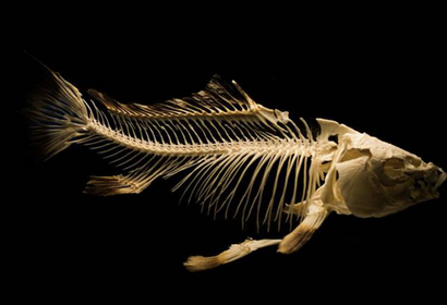 Fish Skeleton