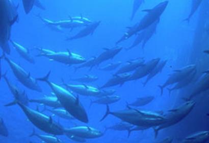 Status of Yellowfin Tuna As Overfished is Wake-Up Call for Indian Ocean