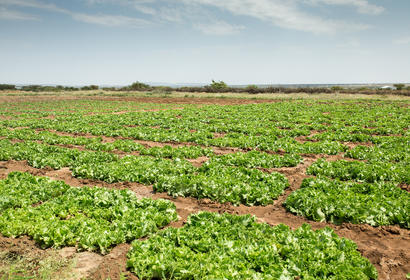 A field in Somalia