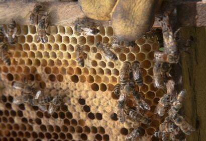 Job announcement: Beekeeping Trainer