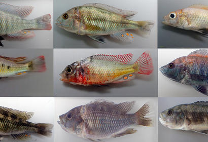 Chicild Biodiversity in Lake Victoria
