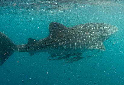 Somalia fish swimming