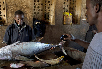 Aljazeera fish photo