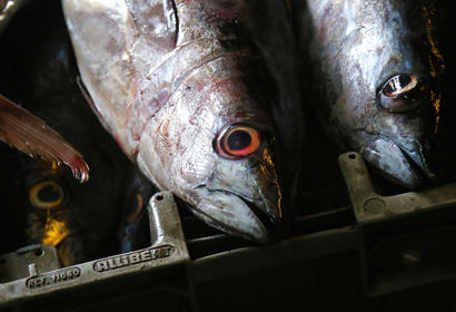 Fish at cold storage.jpg